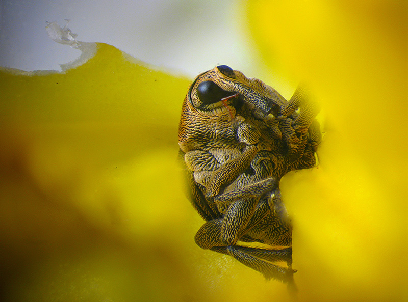 Mononychus punctumalbum